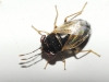 Geocoris megacephalus