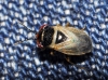 Geocoris megacephalus