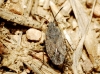 Gonianotus sp.