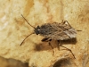 Gonianotus sp.