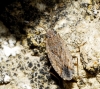 Gonianotus sp.