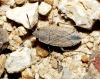Gonianotus sp.