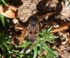 Graptopeltus lynceus