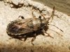 Heterogaster cathariae