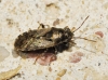 Heterogaster sp.