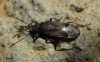 Heterogaster cf. affinis