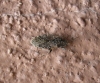 Heterogaster urticae Heterogaster urticae