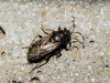 Heterogaster urticae