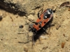 Horvathiolus cf. syriacus