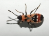 Horvathiolus sp.