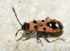 Horvathiolus sp.