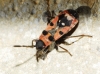 Horvathiolus sp.