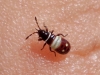 Horvathiolus sp.