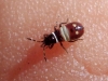 Horvathiolus sp.