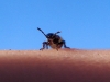 Horvathiolus sp.