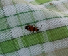 Horvathiolus superbus