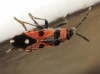 Horvathiolus superbus