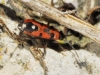 Horvathiolus syriacus