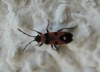 Horvathiolus superbus