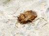 Hyalochilus ovatulus