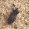 Icus angularis