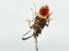 Ischnocoris angustulus