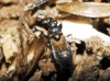 Ischnocoris angustulus