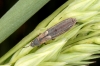 Ischnodemus genei