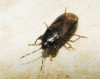 Lamprodema maura