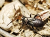 Lasiocoris anomalus