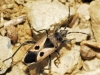 Lasiocoris anomalus