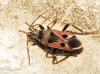 Lasiocoris anomalus