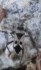 Lasiocoris anomalus