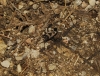 Lasiocoris anomalus