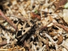 Lasiocoris anomalus