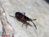 Lasiocoris anomalus