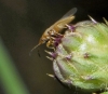 Lygaeidae