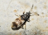 Macroplax fasciata