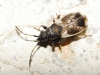 Macroplax preyssleri