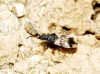 Macroplax fasciata