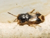 Megalonotus praetextatus