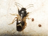 Megalonotus praetextatus Megalonotus praetextatus