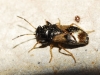Megalonotus praetextatus Megalonotus praetextatus