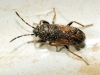 Megalonotus sp.