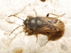Megalonotus sp.