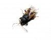 Megalonotus sabulicola