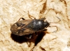 Megalonotus sabulicola