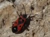 Melanocoryphus albomaculatus
