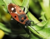 Melanocoryphus albomaculatus