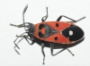Melanocoryphus albomaculatus